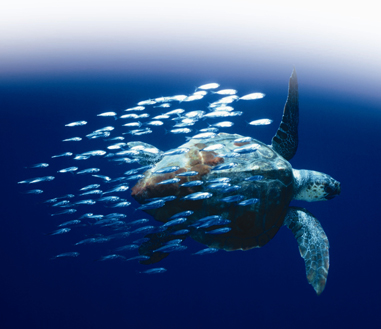 Loggerhead Turtle